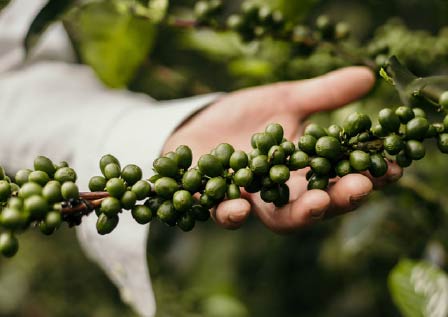 【知っておきたい！】コーヒー豆の等級とスペシャルティコーヒー